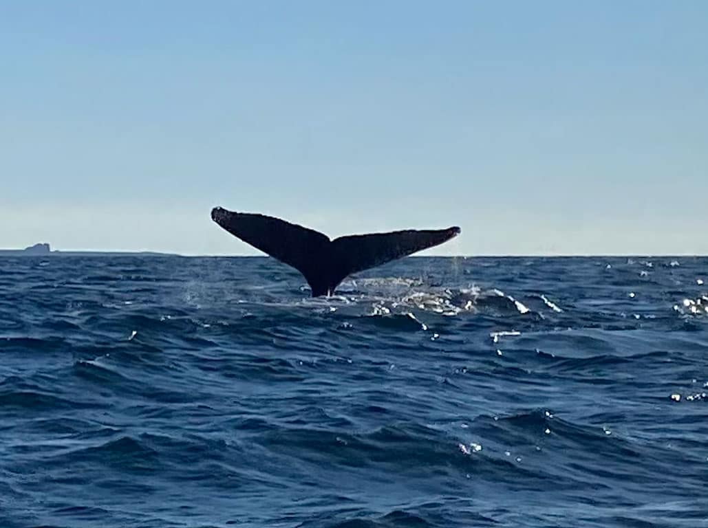 Sayulita-Selva-del-Mar whale tail