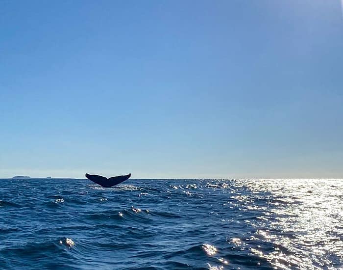 Selva-del-Mar-whalehead